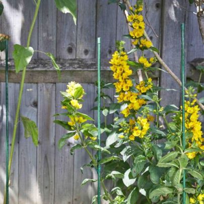 Gro-Stakes 1.5M 5 Pack Plant Supports